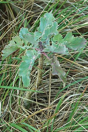 Brassica oleracea \ Klippen-Kohl, Wild-Kohl / Wild Cabbage, GB Dover 20.8.2005