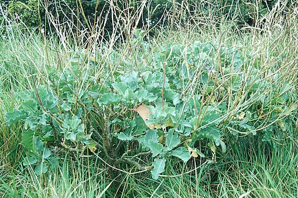 Brassica oleracea \ Klippen-Kohl, Wild-Kohl, GB Dover 20.8.2005