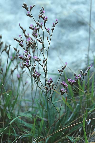 Limonium spec1 ? \ Strandflieder / Sea Lavender, GB Dover 20.8.2005