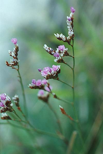 Limonium spec1 ? \ Strandflieder / Sea Lavender, GB Dover 20.8.2005