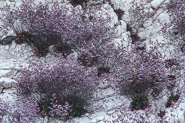 Limonium hyblaeum \ Sizilianischer Strandflieder, GB Rottingdean 27.7.1998