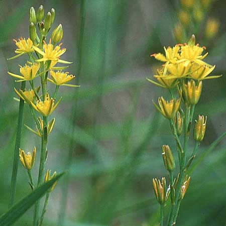 Narthecium ossifragum \ Beinbrech / Bog Asphodel, GB Schottland / Scotland 2.8.1998