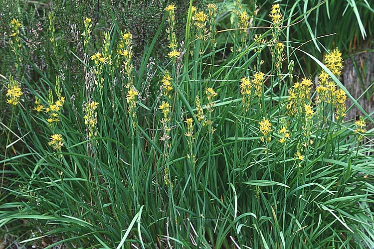 Narthecium ossifragum \ Beinbrech, GB Schottland 2.8.1998