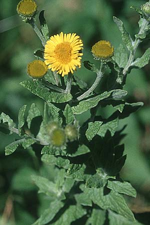 Pulicaria dysenterica \ Groes Flohkraut / Common Fleabane, GB South Wales, Kenfig 7.8.2005