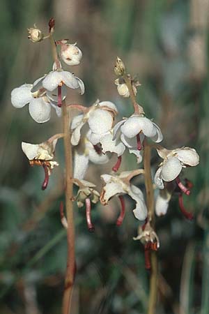 Pyrola rotundifolia subsp. maritima \ Dnen-Wintergrn, GB South Wales, Kenfig 7.8.2005