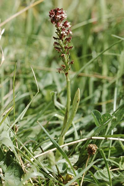 Neotinea aestivalis \ Spätes Brand-Knabenkraut / Late Burnt Orchid, GB  Wiltshire 26.7.1998 