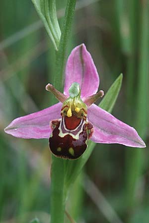 Ophrys apifera var. aurita / Bee Orchid, GB  Kent Chatham 12.6.1999 