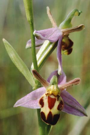 Ophrys apifera var. belgarum \ Belger-Bienen-Ragwurz, GB  Gloucester 15.6.1999 
