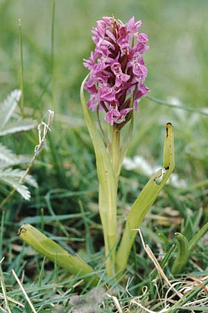 Dactylorhiza cambrensis \ Walisische Fingerwurz, GB  North Wales 16.6.1999 