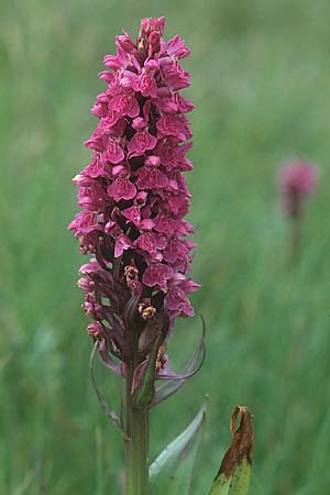 Dactylorhiza cambrensis \ Walisische Fingerwurz, GB  North Wales 16.6.1999 