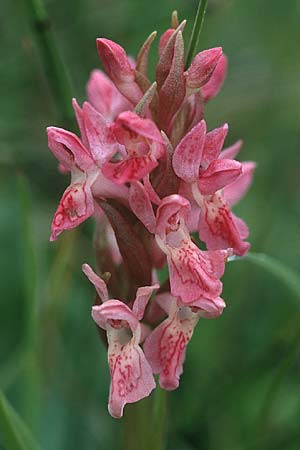 Dactylorhiza coccinea / Dune Marsh Orchid, GB  South Wales, Kenfig 16.6.1999 