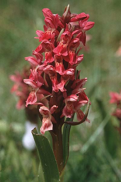 Dactylorhiza coccinea / Dune Marsh Orchid, GB  South Wales, Kenfig 16.6.1999 