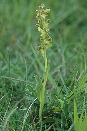 Coeloglossum viride \ Grüne Hohlzunge / Frog Orchid, GB  Gloucestershire 15.6.1999 