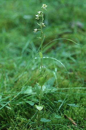 Epipactis dunensis subsp. tynensis \ Tyne-Ständelwurz / Tyne Helleborine, GB  Beltingham 31.7.1998 