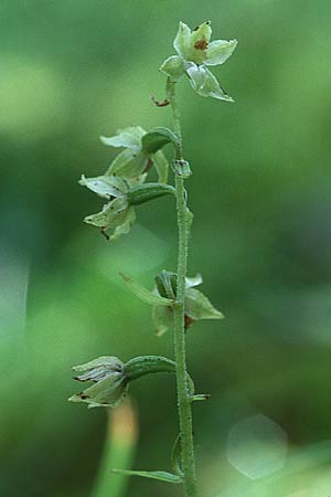 Epipactis dunensis subsp. tynensis \ Tyne-Ständelwurz / Tyne Helleborine, GB  Beltingham 31.7.1998 