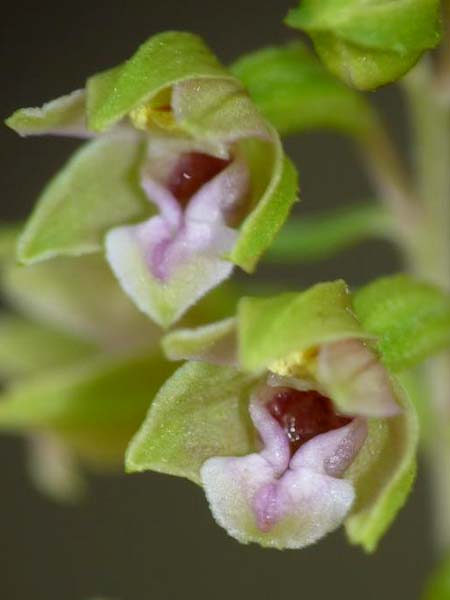 Epipactis dunensis / Dune Helleborine, GB  Sandscale Haws 17.7.2014 (Photo: Christoph Gerbersmann)