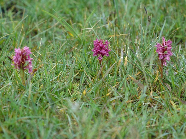 Dactylorhiza ebudensis \ Hebriden-Fingerwurz, Hebriden-Knabenkraut, GB  North Uist 18.6.1999 