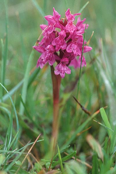 Dactylorhiza ebudensis \ Hebriden-Fingerwurz, Hebriden-Knabenkraut, GB  North Uist 18.6.1999 