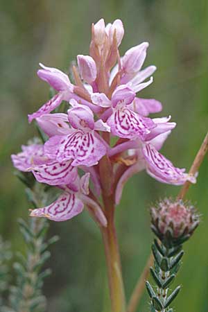 Dactylorhiza ericetorum \ Heide-Fingerwurz, Heide-Knabenkraut / Heath Spotted Orchid, GB  Hampshire, New Forest 14.6.1999 