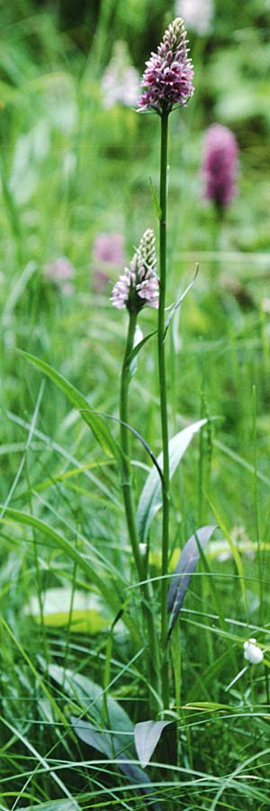 Dactylorhiza fuchsii forma rhodochila \ Fuchssche Fingerwurz, Fuchssches Knabenkraut / Common Spotted Orchid, GB  Durham 19.6.1999 