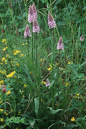 Dactylorhiza fuchsii / Common Spotted Orchid, GB  Tyne and Wear 19.6.1999 