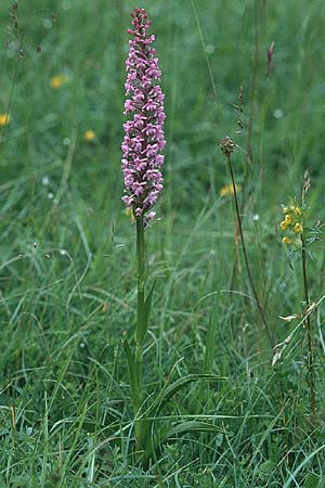 Gymnadenia conopsea subsp. densiflora / Dense-Flowered Fragrant Orchid, GB  Gloucestershire 15.6.1999 