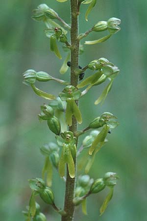 Listera ovata \ Großes Zweiblatt / Common Twayblade, GB  Hampshire 13.6.1999 