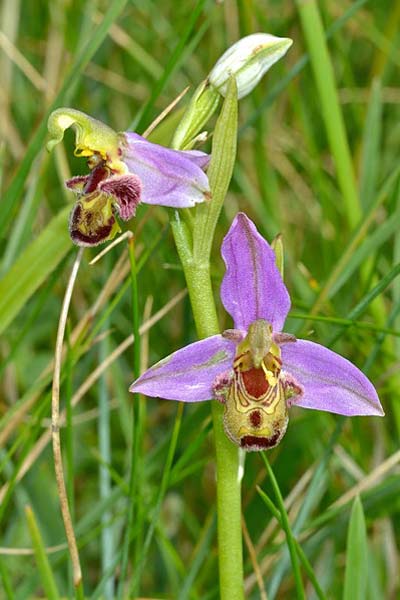 Ophrys apifera var. cambrensis \ Walisische Bienen-Ragwurz / Welsh Bee Orchid, GB  South Wales, Glamorgan, Cwm Nash 11.6.2014 (Photo: Michael J. Clark)