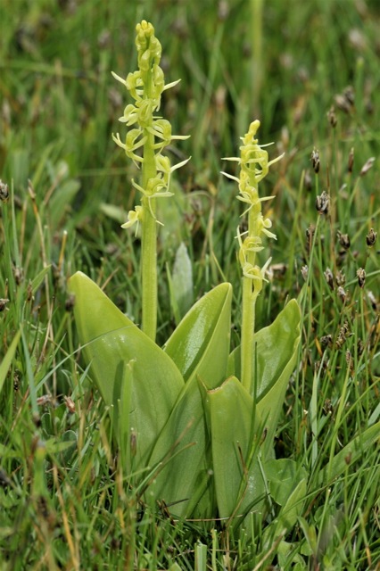 Liparis loeselii var. ovata \ Torf-Glanzkraut / Welsh Fen Orchid, GB  South Wales, Kenfig 29.6.2009 (Photo: Michael J. Clark)