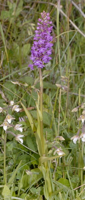 Gymnadenia conopsea subsp. densiflora / Dense-Flowered Fragrant Orchid, GB  South Wales, Kenfig 29.6.2009 (Photo: Michael J. Clark)