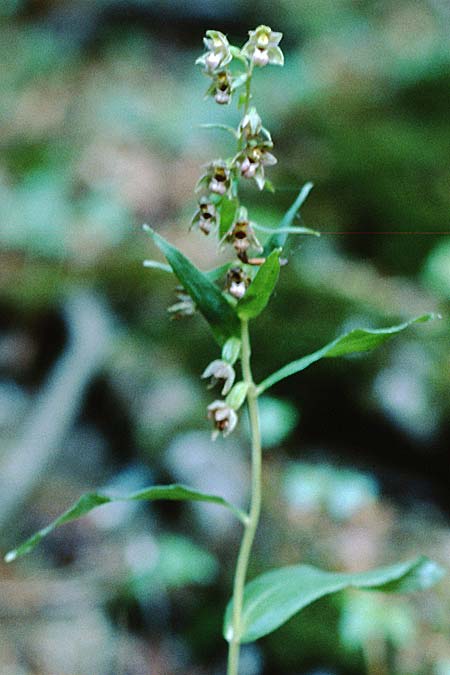 Epipactis neglecta var. collina \ Risborough-Ständelwurz / Risborough Helleborine, GB  Buckinghamshire 5.8.1998 