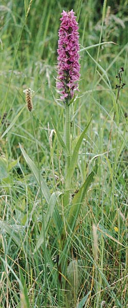 Dactylorhiza praetermissa / Southern Marsh Orchid, GB  South Wales, Kenfig 2.7.1997 