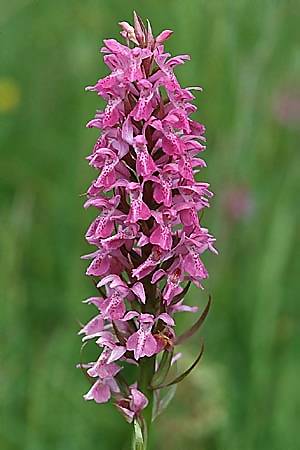 Dactylorhiza praetermissa \ Übersehene Fingerwurz, Übersehenes Knabenkraut / Southern Marsh Orchid, GB  Hampshire 20.6.1999 