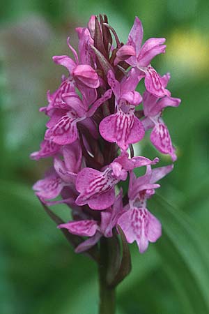 Dactylorhiza praetermissa / Southern Marsh Orchid, GB  Hampshire 20.6.1999 