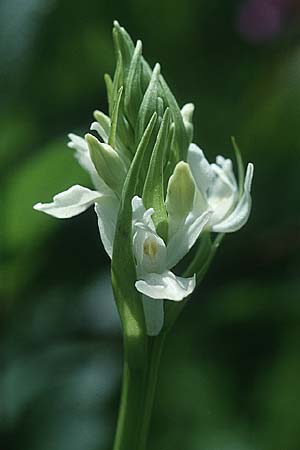 Dactylorhiza praetermissa / Southern Marsh Orchid (Color-Variant), GB  Hampshire 20.6.1999 