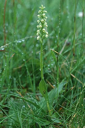 Pseudorchis albida \ Weiße Höswurz / Small White Orchid, GB  Cumbria Carlisle 19.6.1999 