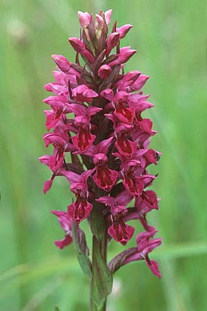 Dactylorhiza purpurella var. atrata \ Purpurblütige Fingerwurz, Purpurblütiges Knabenkraut / Northern Marsh Orchid, GB  Hartlepool 19.6.1999 