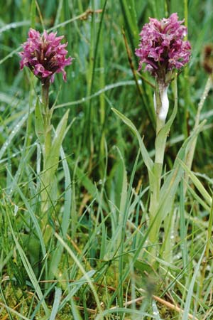 Dactylorhiza purpurella \ Purpurblütige Fingerwurz, Purpurblütiges Knabenkraut / Northern Marsh Orchid, GB  Cumbria Carlisle 19.6.1999 