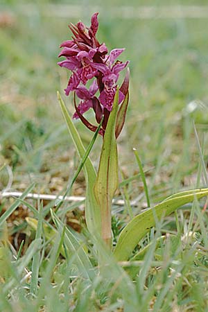 Dactylorhiza purpurella \ Purpurblütige Fingerwurz, Purpurblütiges Knabenkraut / Northern Marsh Orchid, GB  North Uist 17.6.1999 