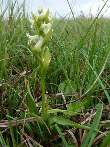 Spiranthes romanzoffiana \ Irische Drehwurz / Irish Lady's-Tresses, GB  Benbecula (Outer Hebrides) 3.8.2013 (Photo: Christoph Gerbersmann)