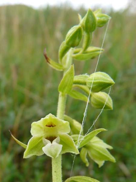 Epipactis dunensis subsp. sancta / Lindisfarne Helleborine, GB  Holy Island Lindisfarne 3.8.2010 (Photo: Christoph Gerbersmann)