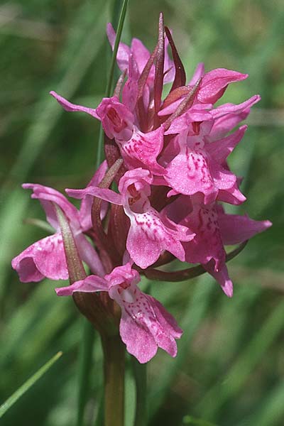 Dactylorhiza traunsteinerioides \ Traunsteiner-ähnliche Fingerwurz / Pugsley's Marsh Orchid, GB  Oxford 13.6.1999 