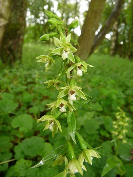 Epipactis dunensis subsp. tynensis \ Tyne-Ständelwurz / Tyne Helleborine, GB  Slaggyford 16.7.2014 (Photo: Christoph Gerbersmann)