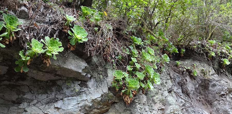 Aeonium canariense subsp. latifolium \ Flaches Greenovia / Yellow Houseleek, La Gomera NP Garajonay 5.8.2015 (Photo: Markus Schrade)