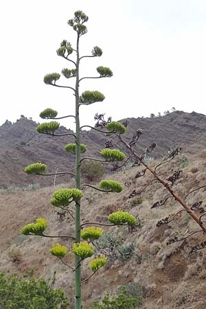 Agave americana \ Amerikanische Agave / American Agave, La Gomera Hermigua 4.8.2015 (Photo: Markus Schrade)