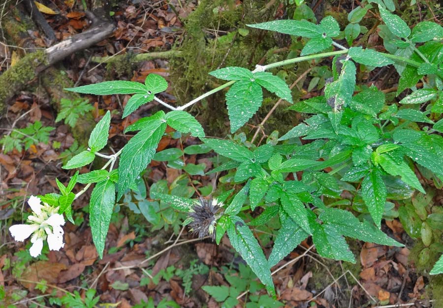 Cedronella canariensis \ Kanaren-Zitronenstrauch, Balsamstrauch / Canary Balm, La Gomera Las Hayas 6.8.2015 (Photo: Markus Schrade)