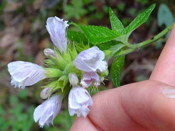 Cedronella canariensis \ Kanaren-Zitronenstrauch, Balsamstrauch / Canary Balm, La Gomera Las Hayas 6.8.2015 (Photo: Markus Schrade)