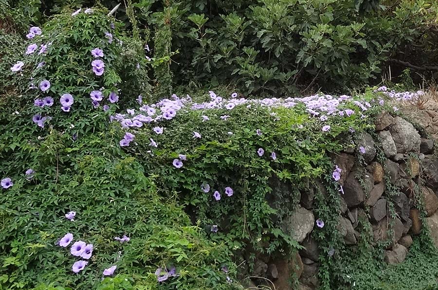 Ipomoea cairica / Morning Glory, Messina Creeper, La Gomera Hermigua 4.8.2015 (Photo: Markus Schrade)