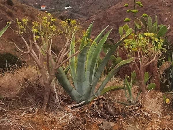 Euphorbia broussonetii \ Broussonets Wolfsmilch, La Gomera Hermigua 4.8.2015 (Photo: Markus Schrade)