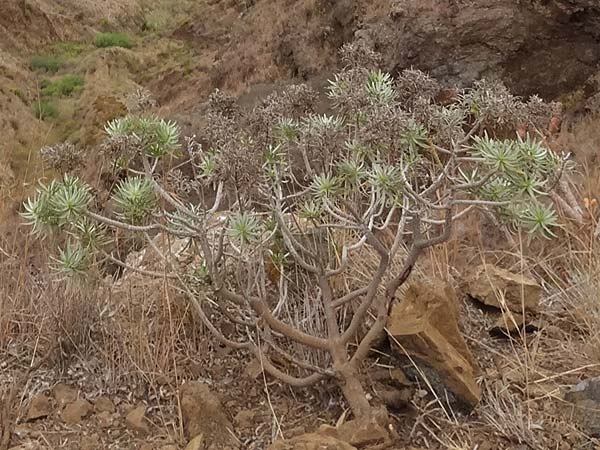 Euphorbia broussonetii \ Broussonets Wolfsmilch, La Gomera Hermigua 4.8.2015 (Photo: Markus Schrade)